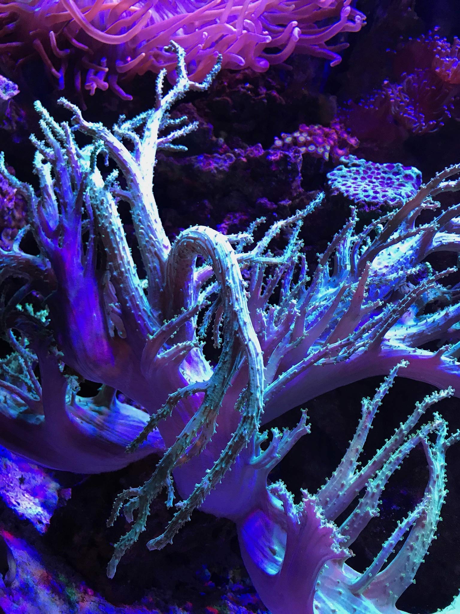 Amazon.com : Seachem Reef Fusion 2 1 Liter : Aquarium Treatments